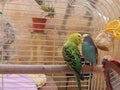 Budgies Royalty Free Stock Photo