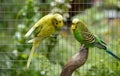 Budgies in and outdoor garden aviary Royalty Free Stock Photo