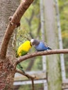 Budgies perched on a tree branch together, looking around their environment with curiosity Royalty Free Stock Photo