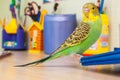 Budgies portrait