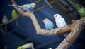 Budgies on a tree branch