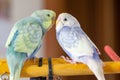 Budgies