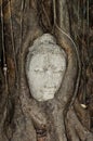 Budhas head gripped by tree roots