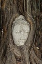 Budhas head gripped by tree roots Royalty Free Stock Photo