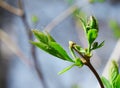 Buding on trees, blooming and young leaves, bright spring landscape, beautiful background Royalty Free Stock Photo