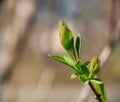 Buding on trees, blooming and young leaves, bright spring landscape, beautiful background Royalty Free Stock Photo