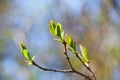 Buding on trees, blooming and young leaves, bright spring landscape, beautiful background Royalty Free Stock Photo