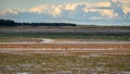 Budle Bay mudflats with wading birds Royalty Free Stock Photo