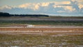 Budle Bay mudflats with wading birds