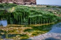 Budleigh Salterton mother off cliff and rock with seaweeds Royalty Free Stock Photo