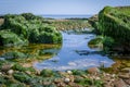 Budleigh Salterton mother off cliff and rock with seaweeds. UK