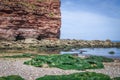 Budleigh Salterton mother off cliff and rock with seaweeds. UK