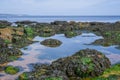 Budleigh Salterton mother off cliff and rock with seaweeds. UK