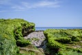 Budleigh Salterton mother off cliff and rock with seaweeds. UK Royalty Free Stock Photo