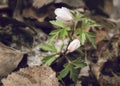 Buds of anemone nemorosa, wood anemone, in close-up. Royalty Free Stock Photo