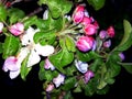 Apple blossom, a symbol of female beauty, the flower of the bride.