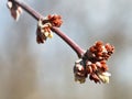 Buds on apple tree in spring day Royalty Free Stock Photo