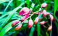 Buds of Aquilegia formosa, the crimson columbine, western columbine, or ambiguously Royalty Free Stock Photo