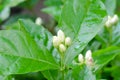 Buds of Arabian jasmine