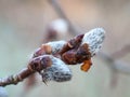 Buds from the Aspen tree