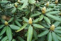 Buds of the beautiful Rhododendron flower in the garden