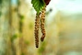 Buds of the birch tree. Birch buds against the background of a blurred forest. Birch earrings are located on the center. The Royalty Free Stock Photo