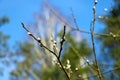 Buds bloom on the branches. The onset of spring.