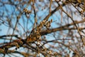 Buds bloom on the branches. The onset of spring.