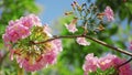 Buds and bloom tabebuia Royalty Free Stock Photo