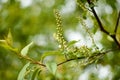 The buds that bloom on the tree Prunus padus, known as bird cherry, hackberry, hagberry, or Mayday tree. The first