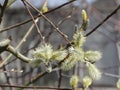 Buds bloom on a willow tree.