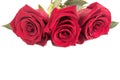 Decorative red buds of fresh roses on an isolated white background, festive composition for congratulations.