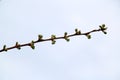 Buds blooming on tree branches, arrival of spring 4 Royalty Free Stock Photo