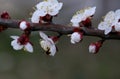 Buds blooming on tree branches, arrival of spring 8 Royalty Free Stock Photo