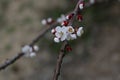 Buds blooming on tree branches, arrival of spring