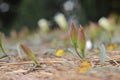 Buds and blooming white flowers of Field bindweed or Convolvulus arvensis Royalty Free Stock Photo