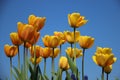 Sweet. Blossom Colorful Tulips Royalty Free Stock Photo