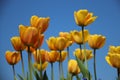 Tulips Garden. Blossom Colorful Tulips Royalty Free Stock Photo