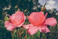 Buds and blooms of rose in the garden