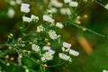 A lot of small white daisies on a green bush Royalty Free Stock Photo