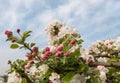 Buds and blossoms at an apple tree Royalty Free Stock Photo