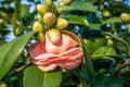 Buds And Blossoms