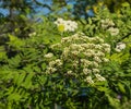 Buds and blossoms of a European Rowan