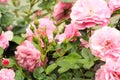 Buds and blossoms in photograph of pink roses.