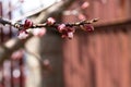 Buds on a branch of an apricot tree. Fruit trees in the garden. Spring awakening of nature. Gardening. Copy space Royalty Free Stock Photo