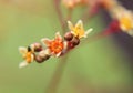 Buds branch flowers orange nature garden