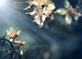 Buds on branch of fruit tree lit by sun rays - blooming fruit tree