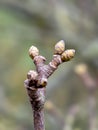 Buds on a branch of a sycamore tree Royalty Free Stock Photo