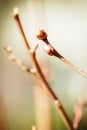 Buds and branch of a young blueberry plant, unsharp background