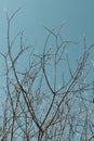 Buds on the branches against the blue sky. Spring coming. Royalty Free Stock Photo